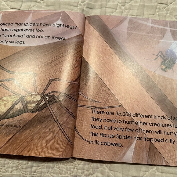 Spiders - Picture 3 of 11